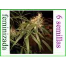 Grow Shop Dna Genetics - C13 Haze (6...