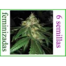 Grow Shop Dna Genetics - Connie Chun...