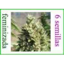 Grow Shop Dna Genetics - Kandy Kush ...