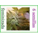 Grow Shop Dna Genetics - Kushberry (...