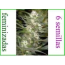 Grow Shop Dna Genetics - Recon (6f)