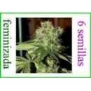 Grow Shop Dna Genetics - R.K.S. (6f)...