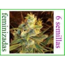 Grow Shop Dna Genetics - Sweet Haze ...