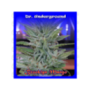 Dr Underground - Brooklyn Mango ...
