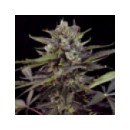 Dutch Passion - Auto Blue Berry ...