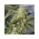 Dutch Passion - Automazar (7f)