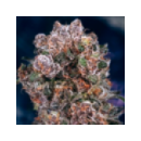Dutch Passion - Blue Berry (3f)