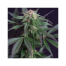 Dutch Passion - Blue Moonshine (...
