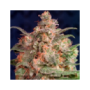 Dutch Passion - Brainstorm (5f)