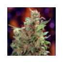 Dutch Passion - California Orang...