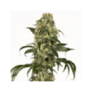Dutch Passion - Dolce Vita (3f)