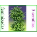 Dutch Passion - Durban Poison (1...