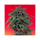 Dutch Passion - Durban Poison (3...