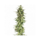 Dutch Passion - Dutch Cheese (3f...