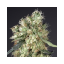 Dutch Passion - Dutch Haze (5f)