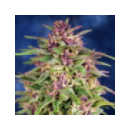 Dutch Passion - Frisian Dew (5f)