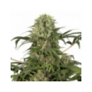 Dutch Passion - Green Spirit (3f...