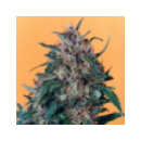 Dutch Passion - Hollands Hope (5...