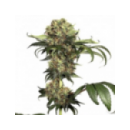 Dutch Passion - Isis (5f)
