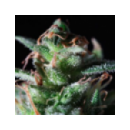 Dutch Passion - La Lybella (5f)