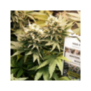 Dutch Passion - Master Kush (3f)