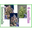 Dutch Passion - Mix 5 - Colour M...