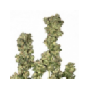 Dutch Passion - Oasis (3f)