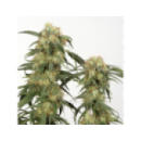 Grow Shop Dutch Passion - Pamir Gold...