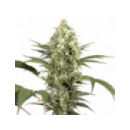 Grow Shop Dutch Passion - Sacra Fras...