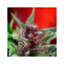 Grow Shop Dutch Passion - Shaman (3f...