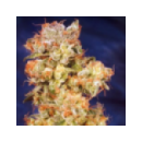 Grow Shop Dutch Passion - Skywalker ...