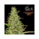 Grow Shop Eva Female Seeds - High Le...