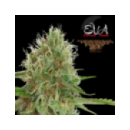 Grow Shop Eva Female Seeds - Jamaica...