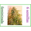 Grow Shop Eva Female Seeds - Missing...
