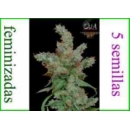 Grow Shop Eva Female Seeds - Nexus (...