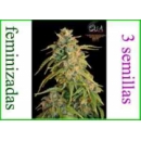 Grow Shop Eva Female Seeds - Pink Pl...
