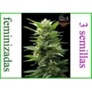Grow Shop Eva Female Seeds - TNT Kus...