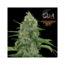 Grow Shop Eva Female Seeds - Veneno ...