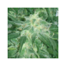 Genetik - Amnesia Bilbo (5f)