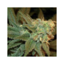 Genetik - Auto Ese T Bilbo (1f)