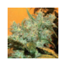 Genetik - Auto Goxuak  (5f)