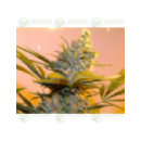 Genetik - Auto Kritical  (5f)