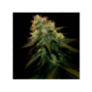 Genetik - Auto Nothern Light  (1...