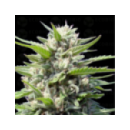 Genetik - Northern Ligts X (1f)