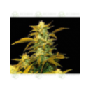 Grow Shop Genetik - Super Silver Bil...