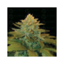 Genetik - Txees Bilbo (1f)