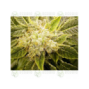 Grow Shop Genetik - Txomango (1f)