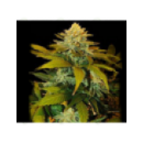 Genetik - Zuri Widow (5f)