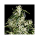 Grow Shop Green House - Arjan s Haze...