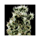 Grow Shop Green House - Arjan s Haze...